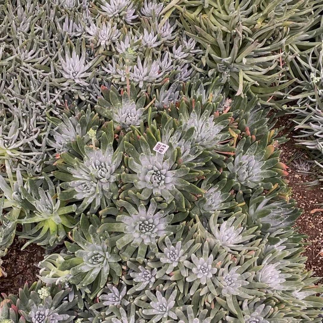 陈*太833多肉植物保护研究所所长的