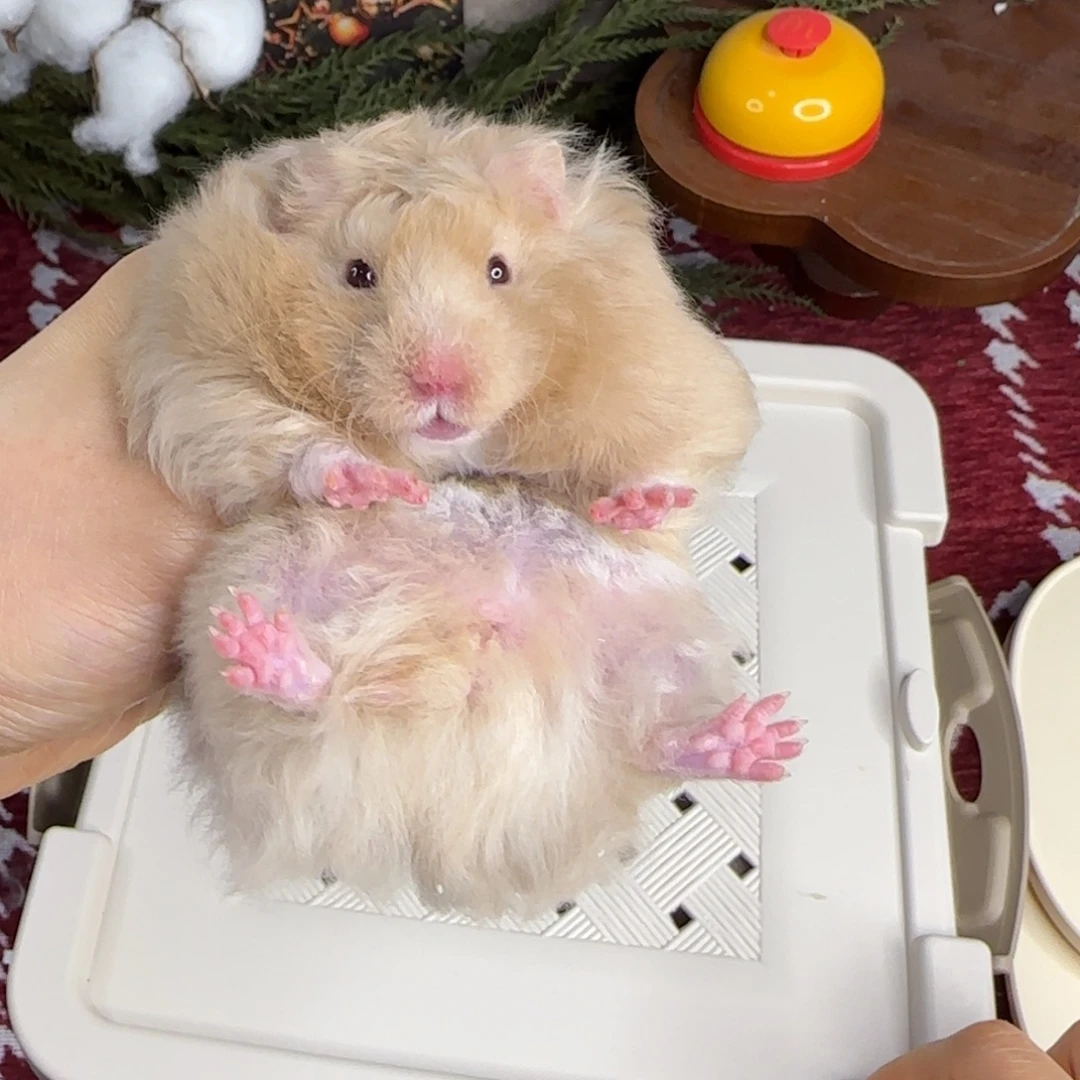 卷毛香槟妹妹10.25