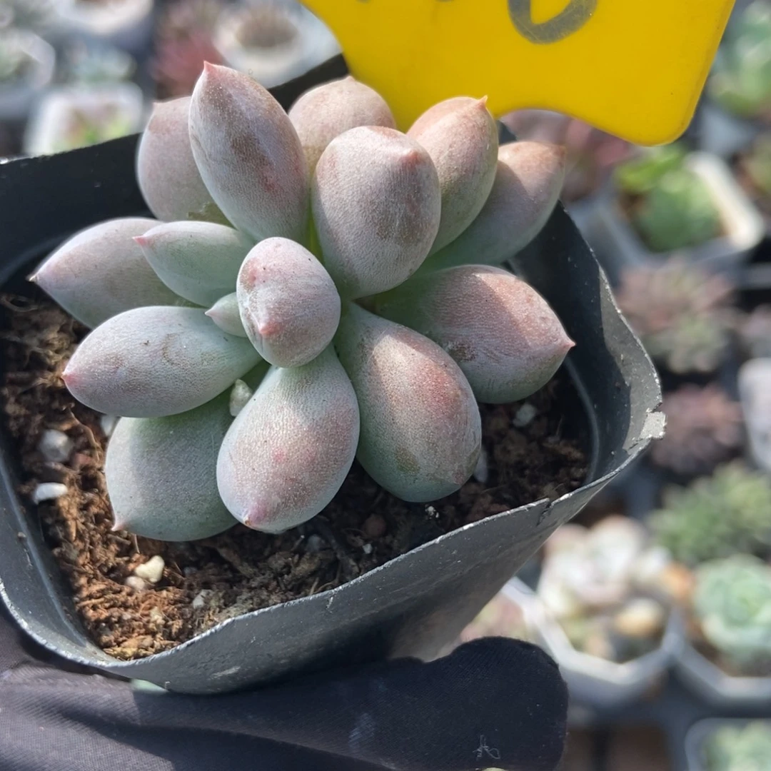 966哥特多肉植物多肉