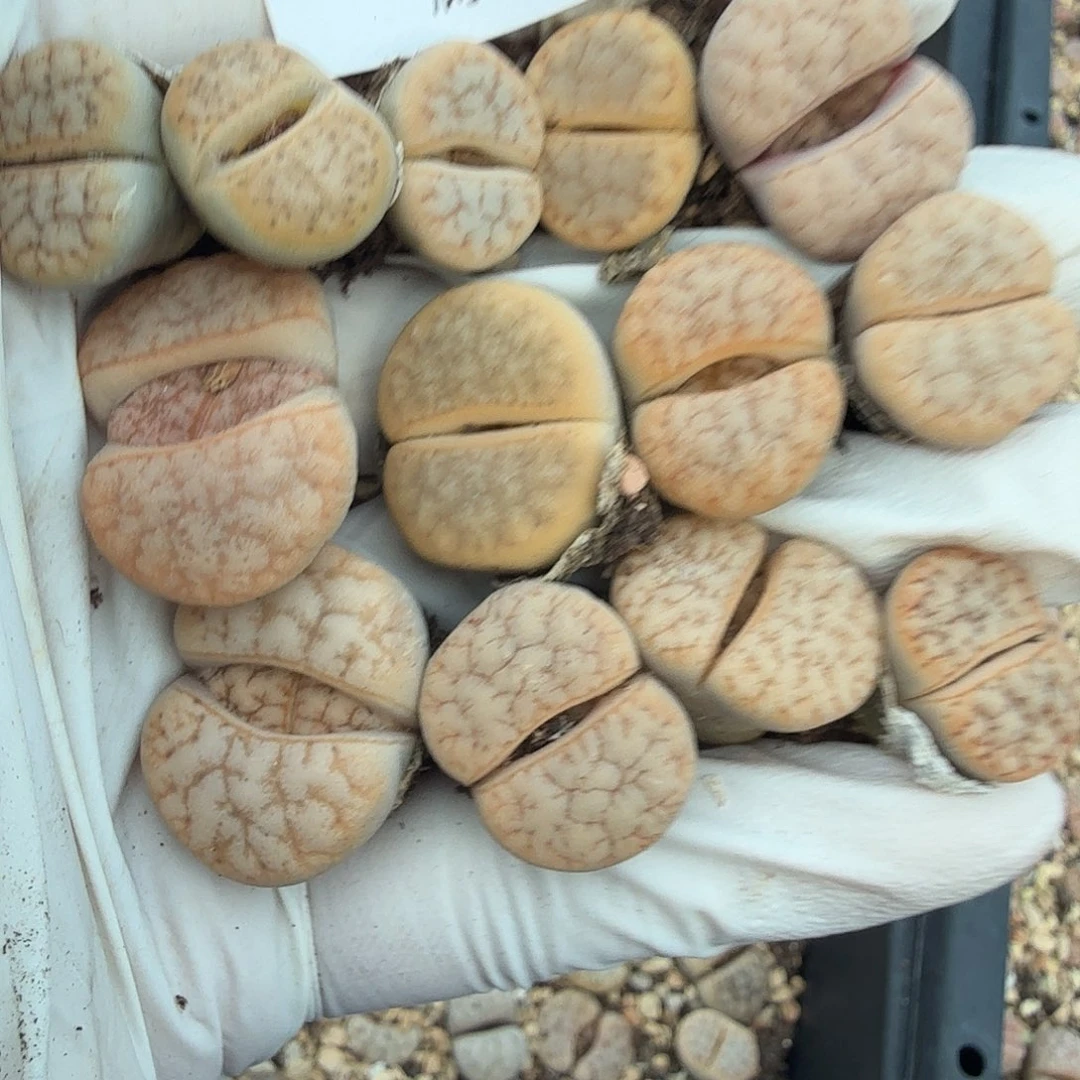 哈哈笑不出眼泪啦016哈哈