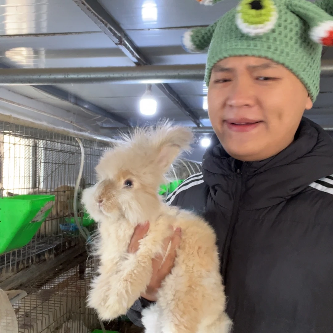 双血统英系安哥拉兔