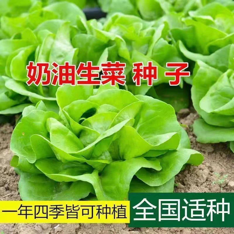 AA四季奶油生菜种子可生吃阳台种籽农家玻璃生菜种