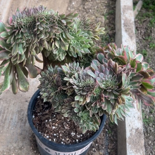 冰**痕粉黛坠化多肉植物花花