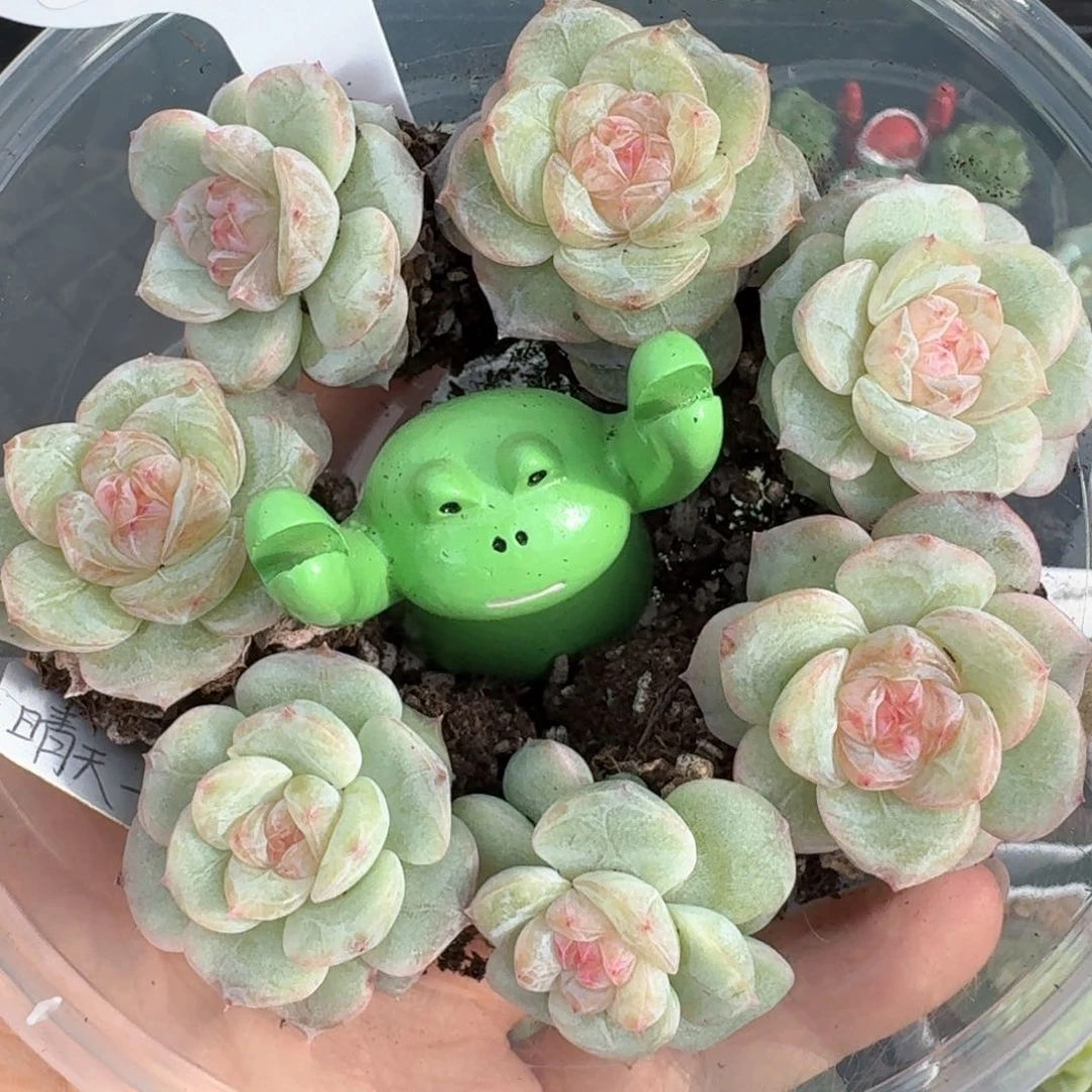 0624-02-晴天三量拍一颗