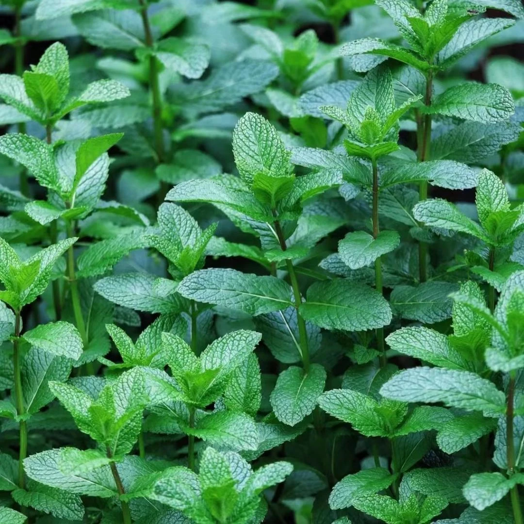 食用薄荷种子柠檬薄荷驱蚊植物花草种子四季耐寒耐热阳台盆栽庭院