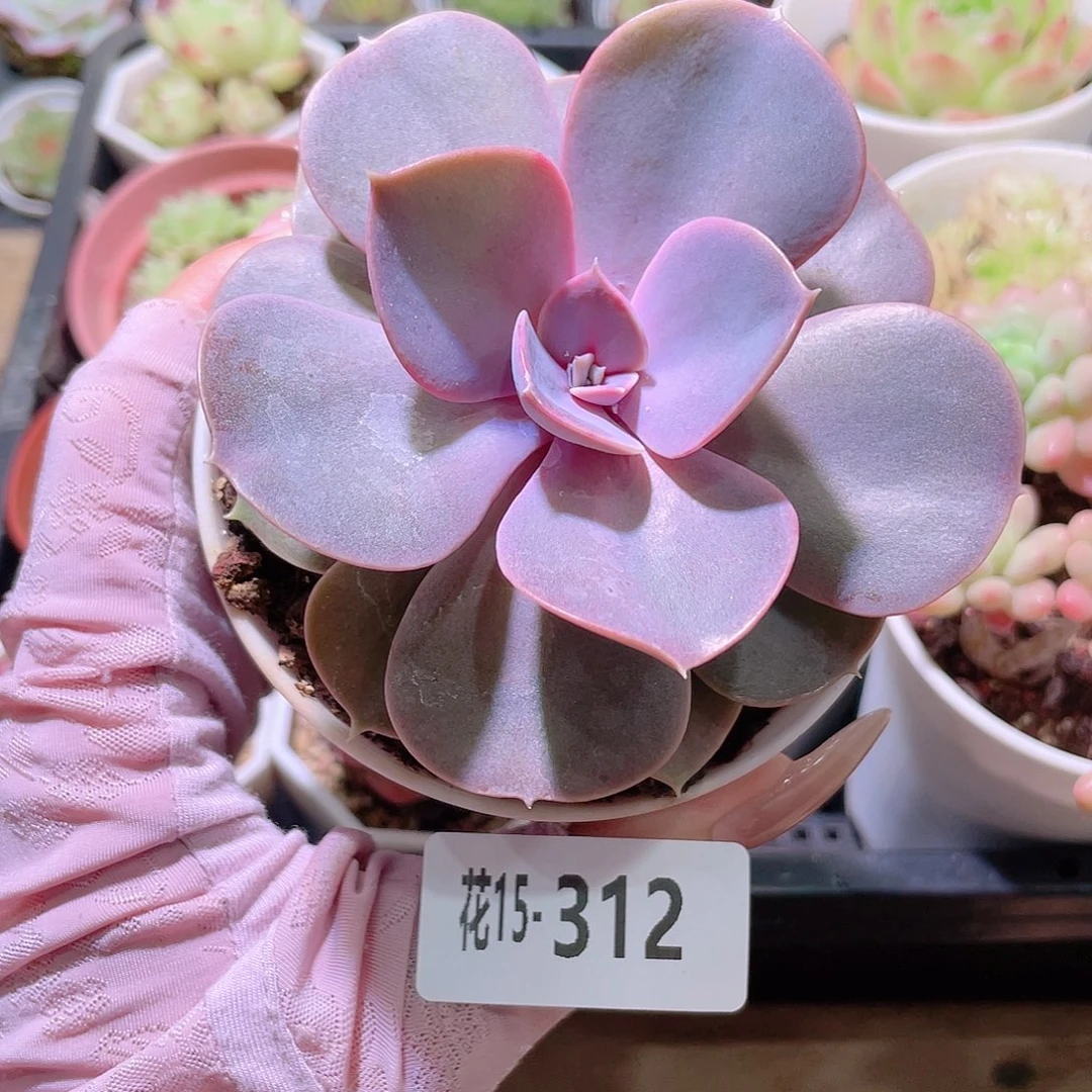 花利美15-312紫珍珠