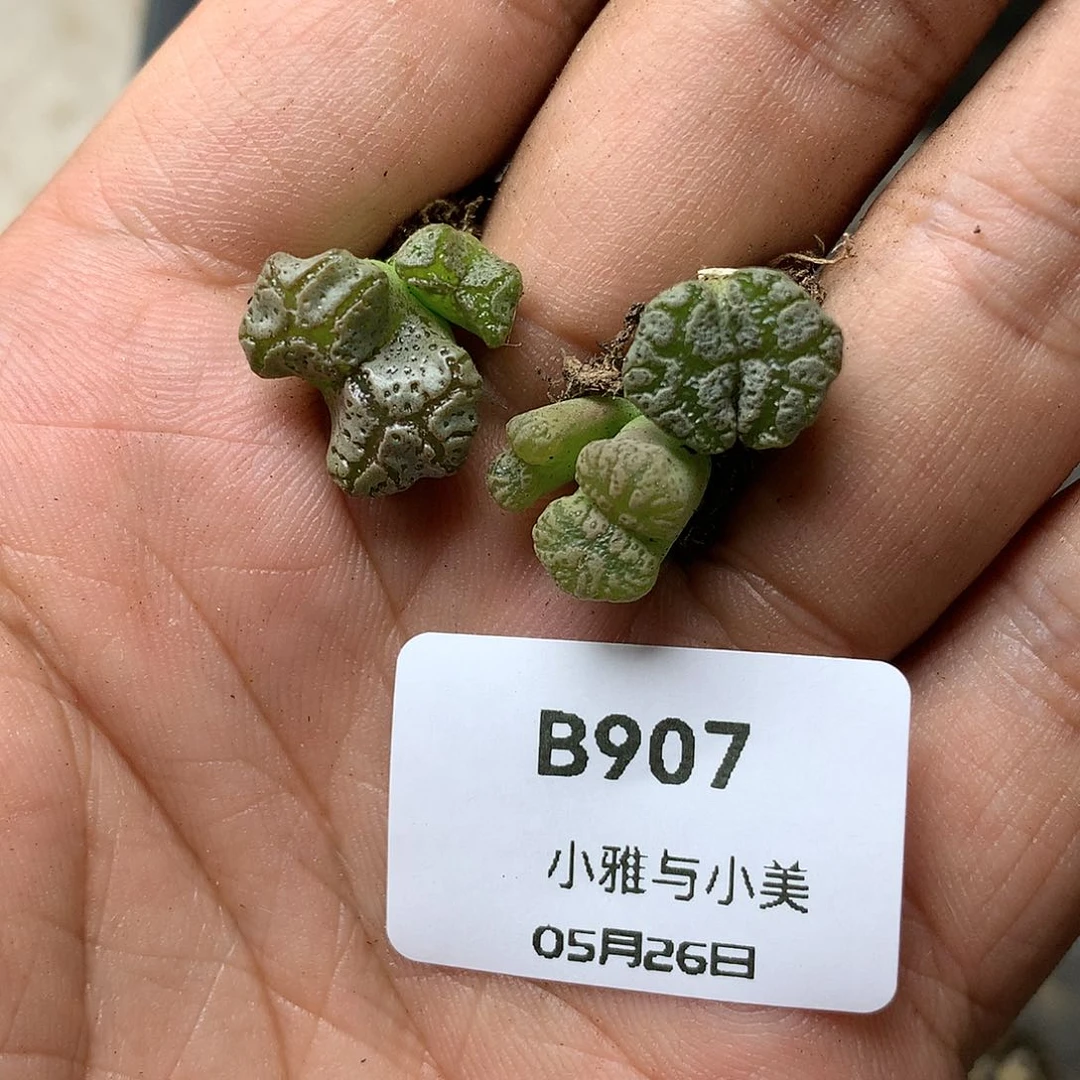 B907多肉植物保护