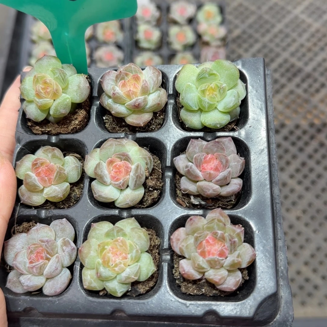 135 满38包邮➗偏远发货不退货退款