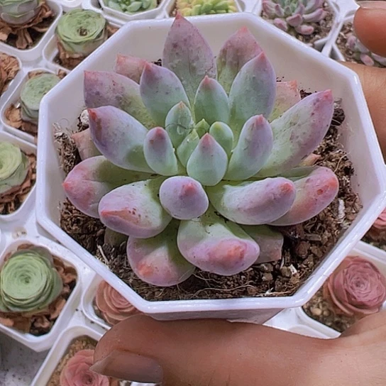 所罗门9.9包邮多肉植物