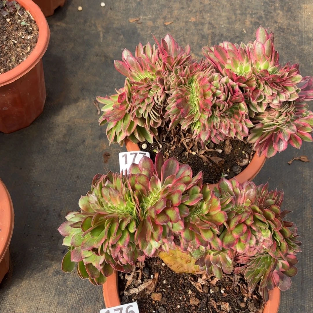 176和177号荔枝缀化多肉植物