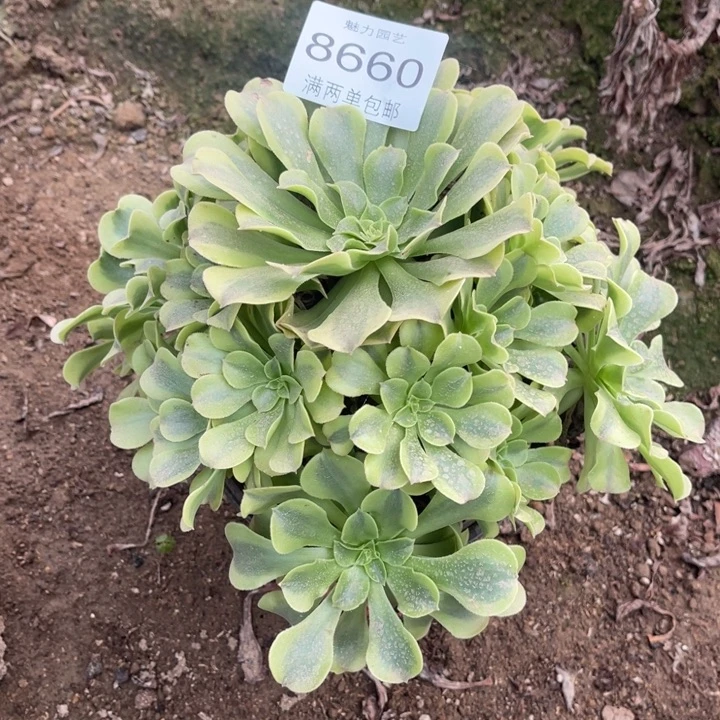 8660绿豆沙的的的