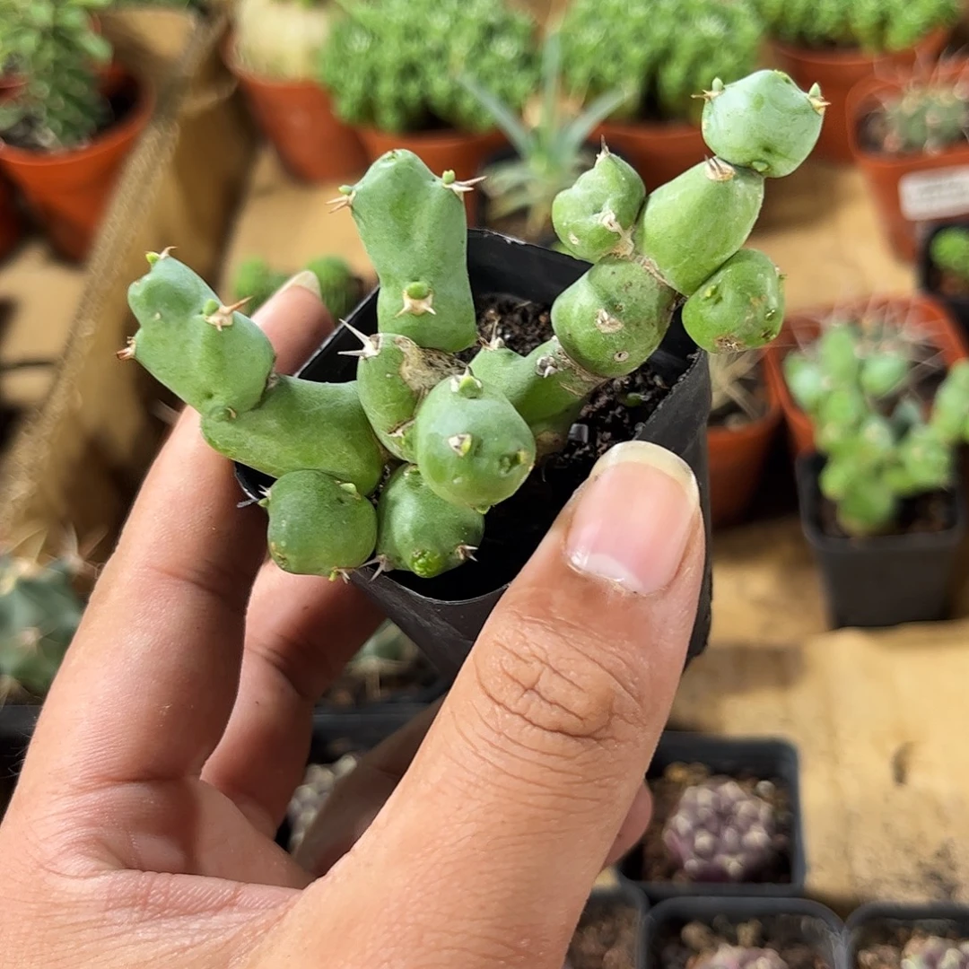 丘栖大吉有根发货有根