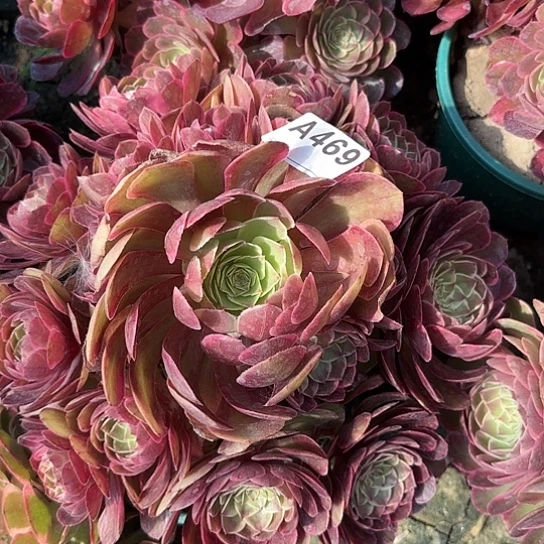 粉花妖法师手捧8-10