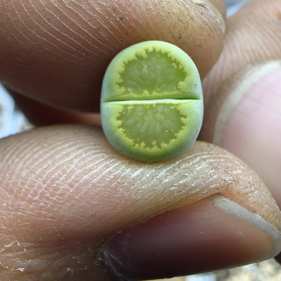 837 生石花大棚直播