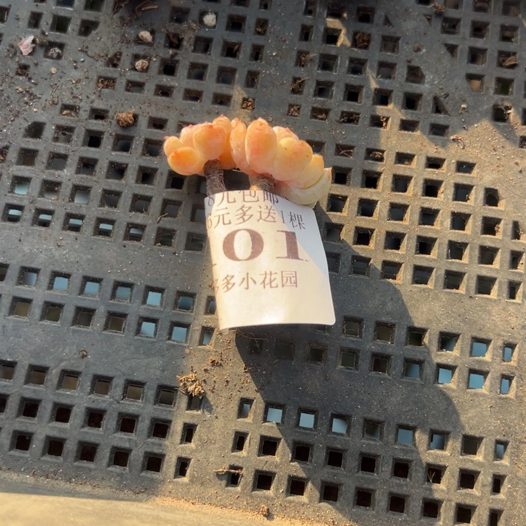 101号小老庄多肉一物一拍