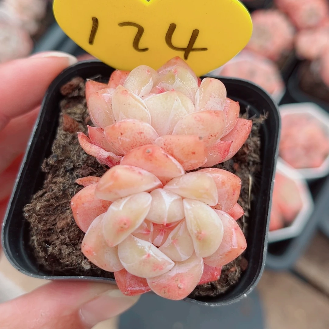 124号小老桩糖心双头