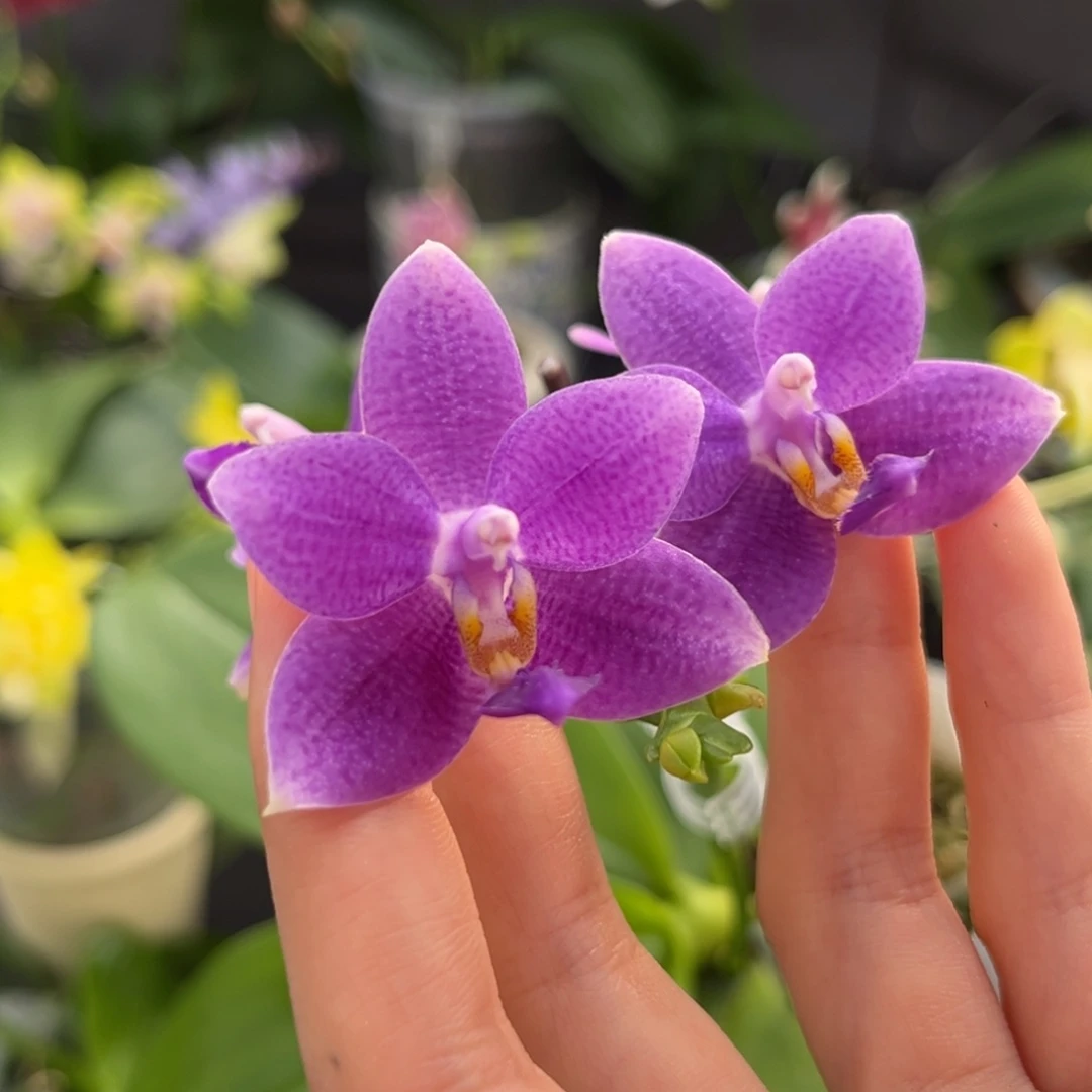 完全开放3.5寸柳林蓝星开花株