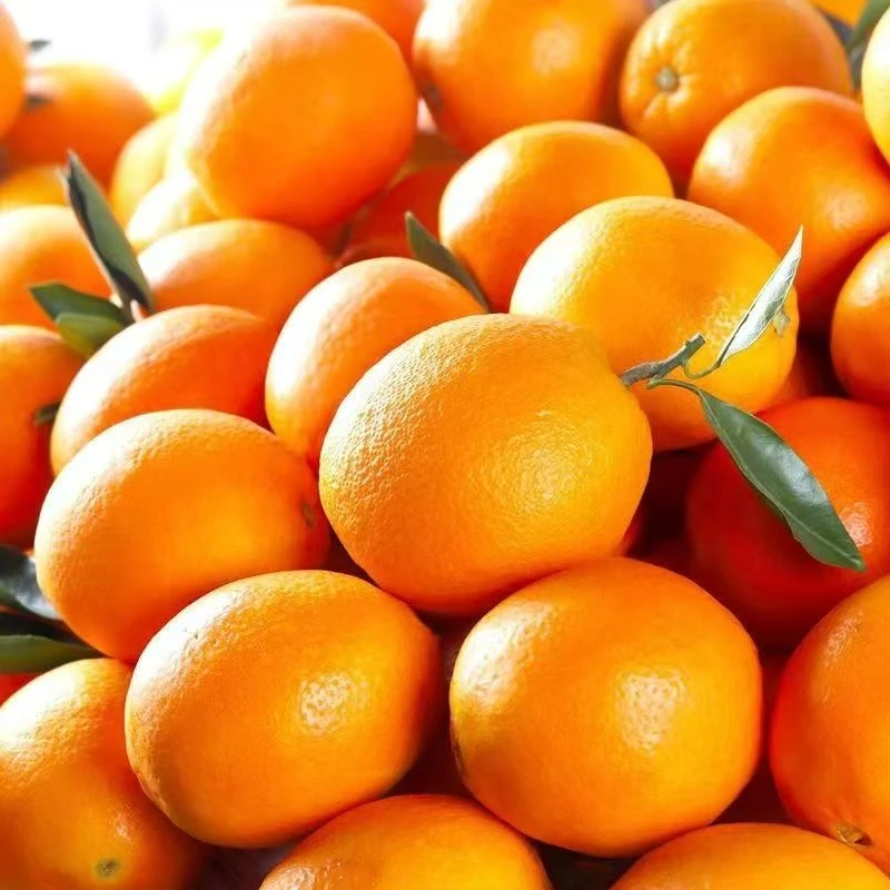 农家脐橙现摘现发新鲜水果孕妇可放心吃的甜橙子