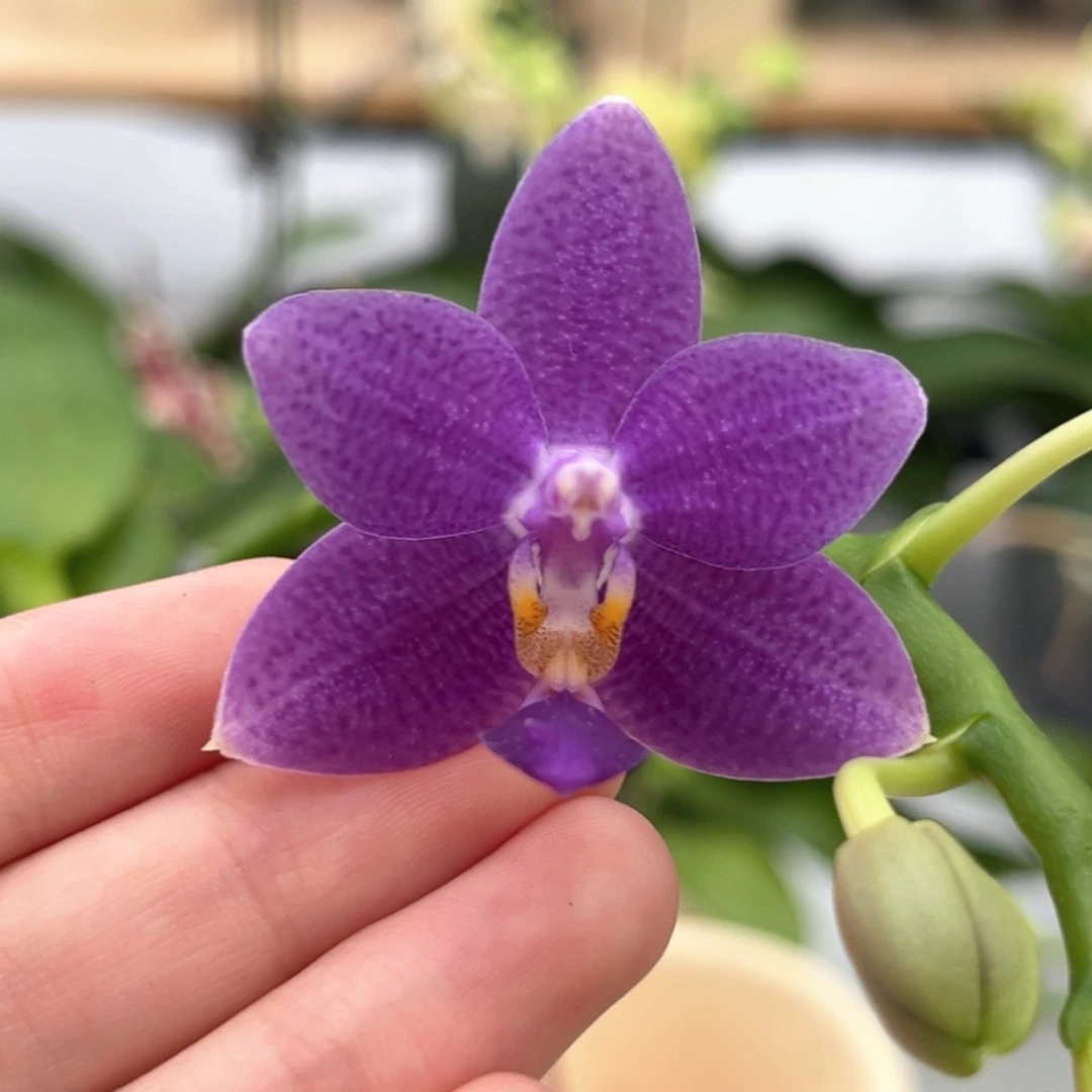 完全开放2.5寸柳林蓝星开花株