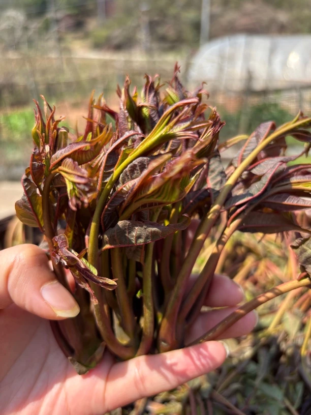 攸县本地新鲜红椿芽