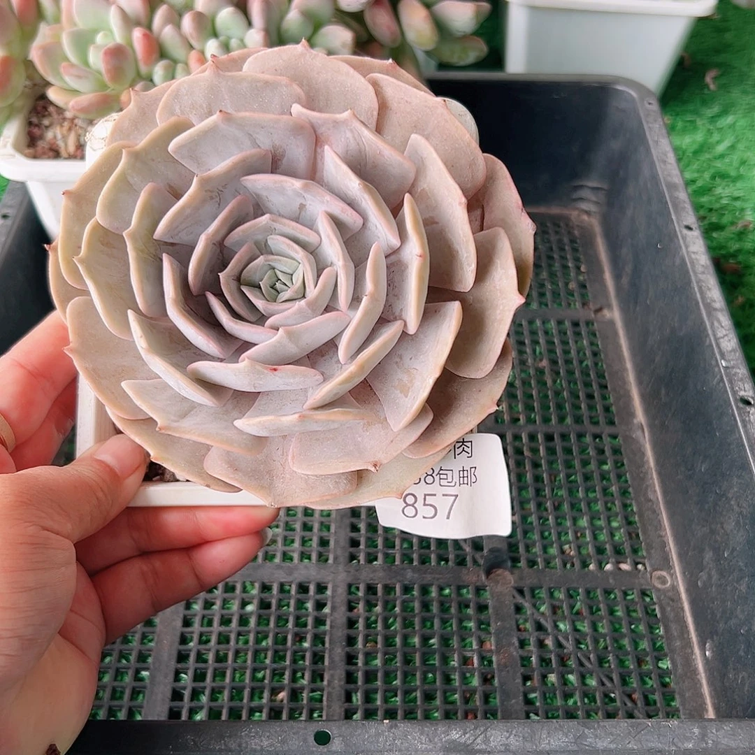 多肉一物一拍植物857