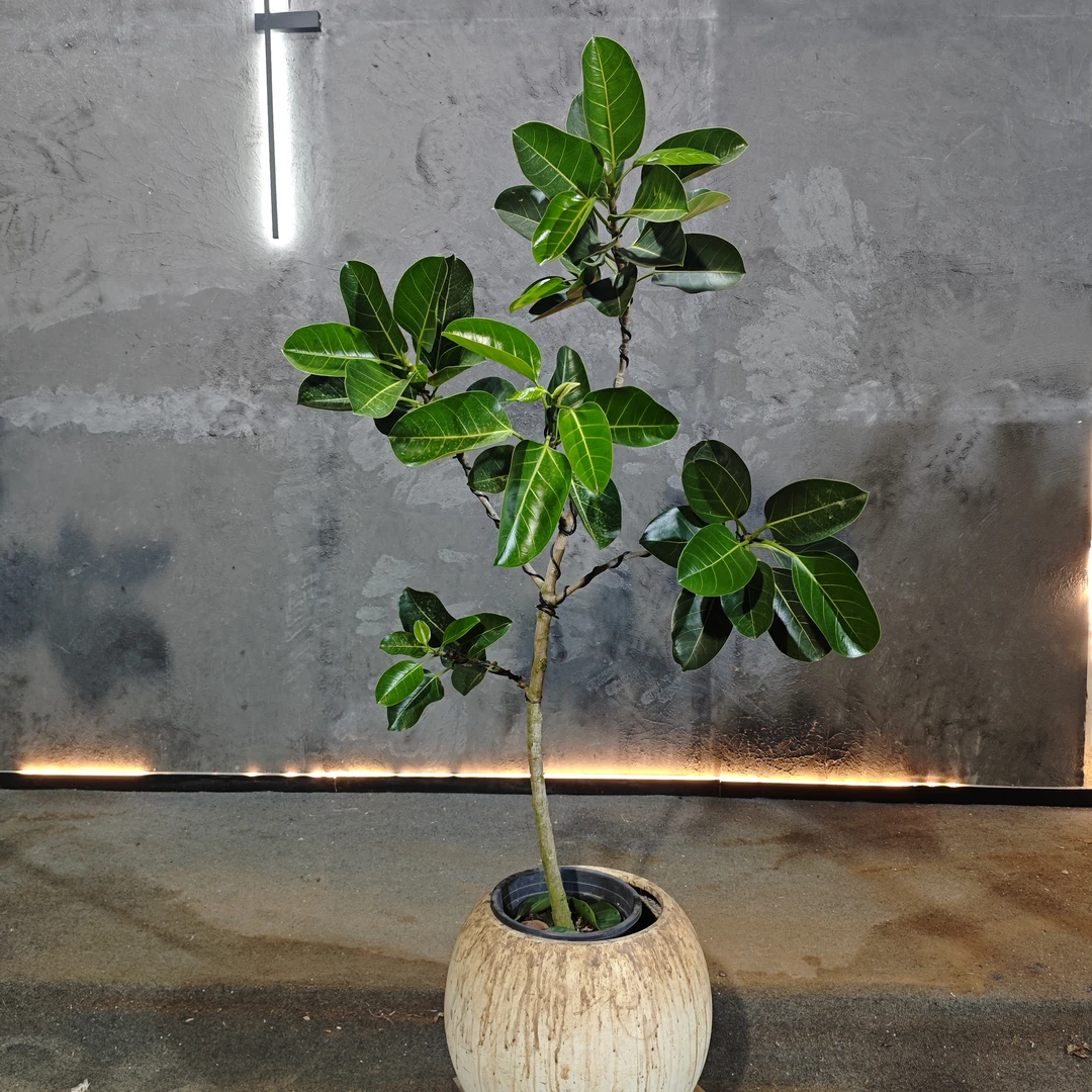 高山榕室内大型美丽绿植盆栽园艺师独立造型枝条优美绿植大盆栽