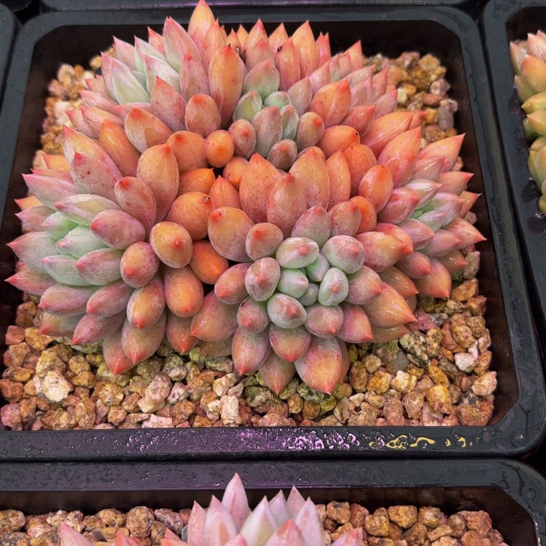 Jjkkkjjjjjjjjjjjjkkkjnnnkkjjjkkkj