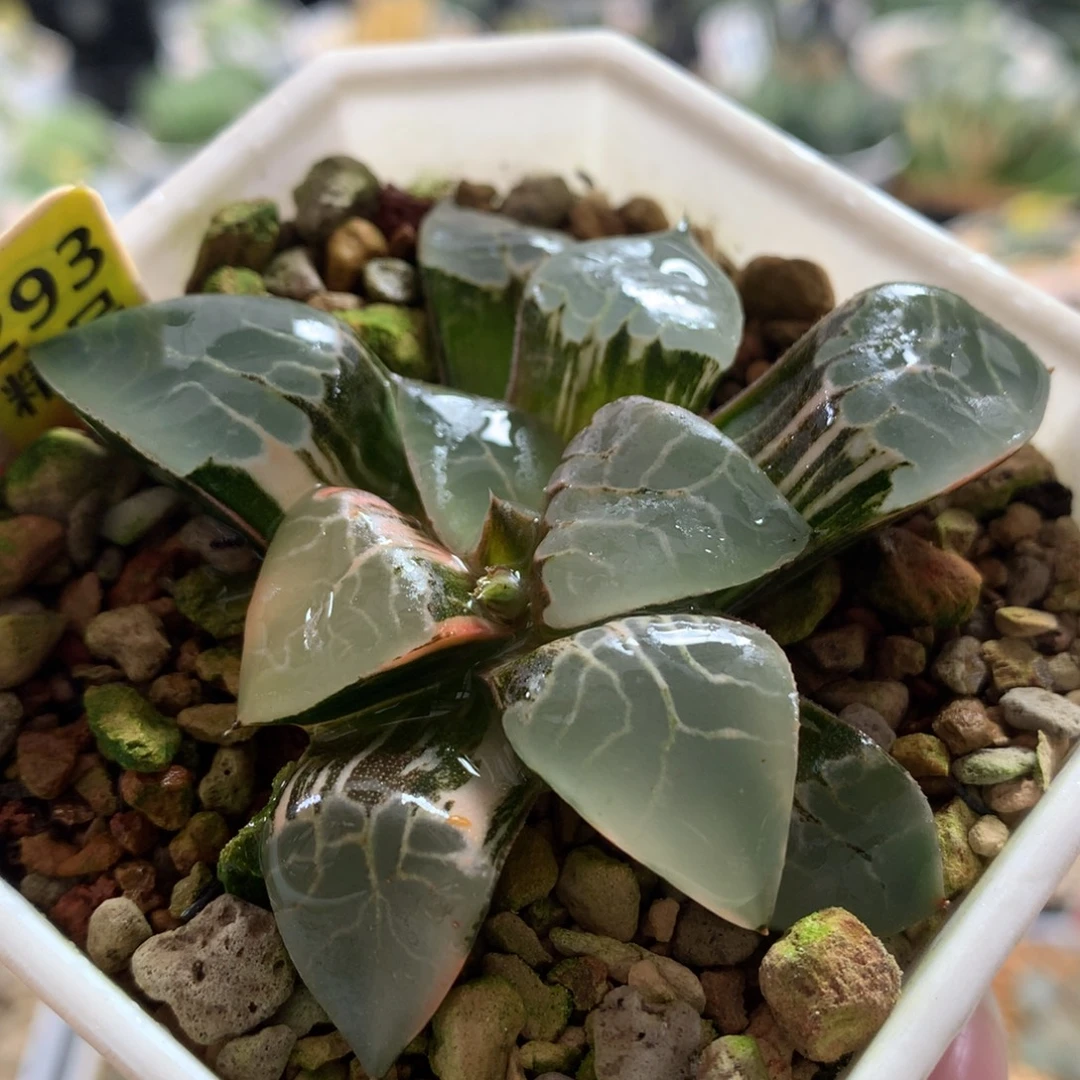 以实际为准293火凤凰