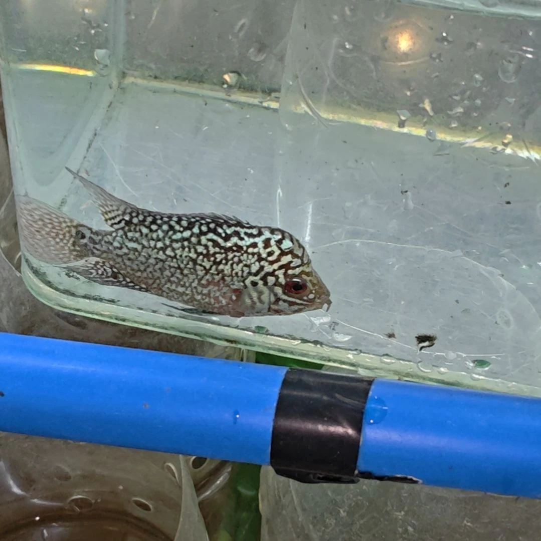 罗汉鱼3楼666666666鱼