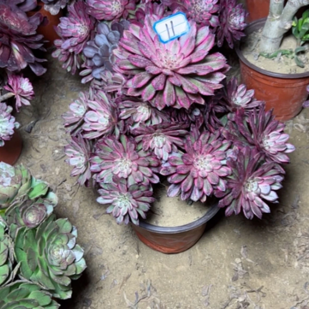 【闪购商品】芳多肉植物紫霞11