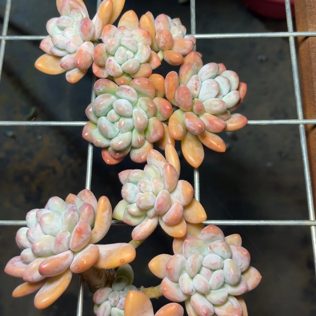 豆****香，水。  发货。……姐……