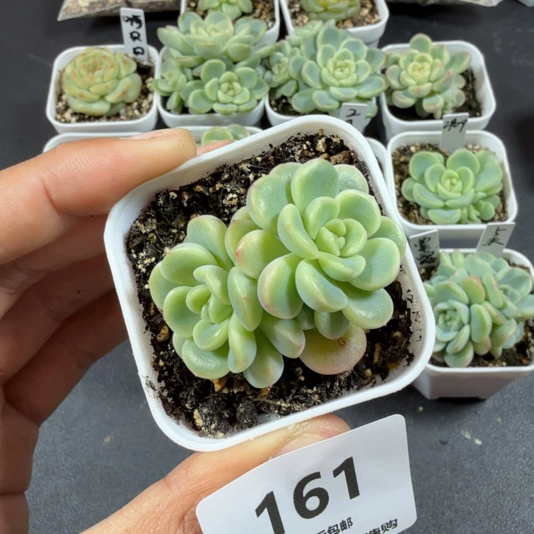 甜心童话双头一物一拍161