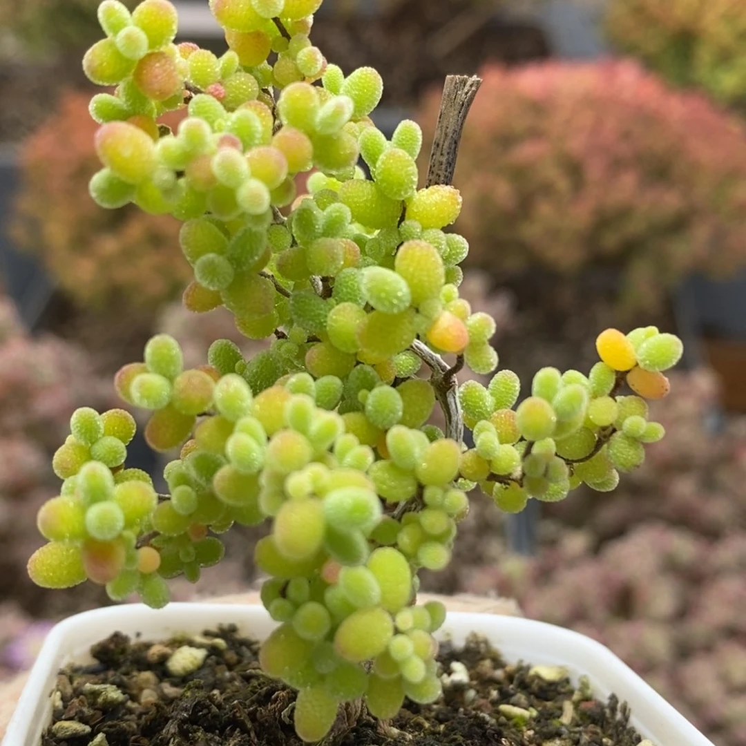 蜜橘糖球5846枝干番杏