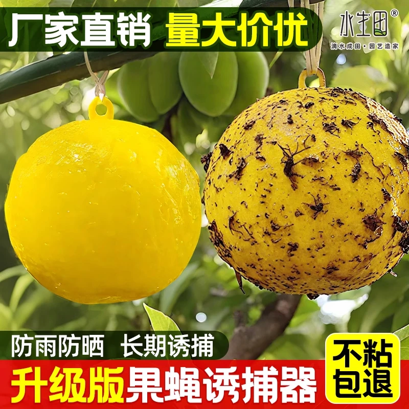 果蝇诱捕球粘蝇纸粘虫板诱虫器黄色灭小飞虫粘板果园蓟马大棚园艺