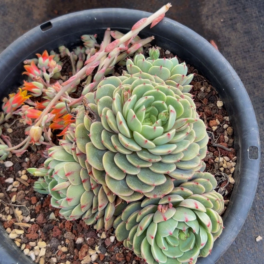 1颗大小不等大小不等