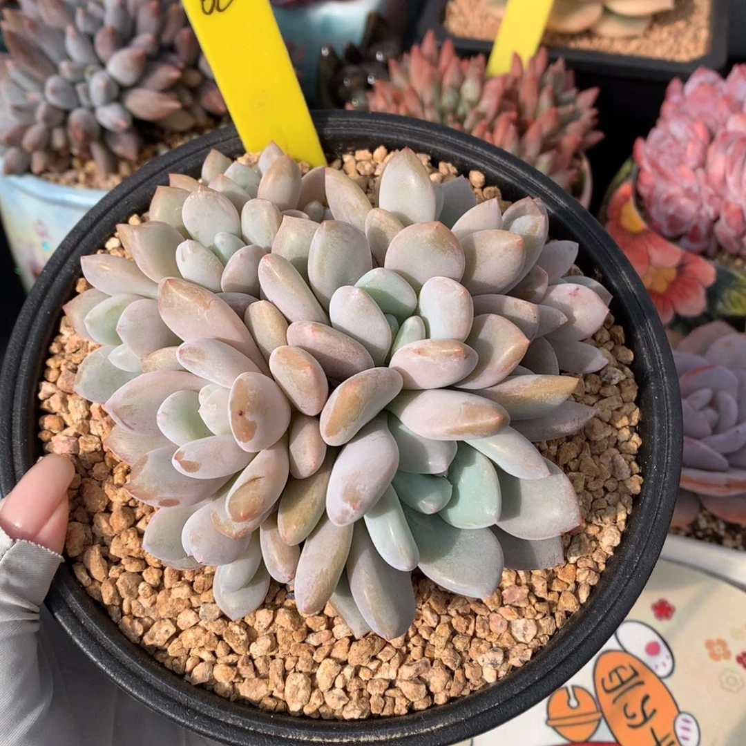 焦糖 多头 一颗