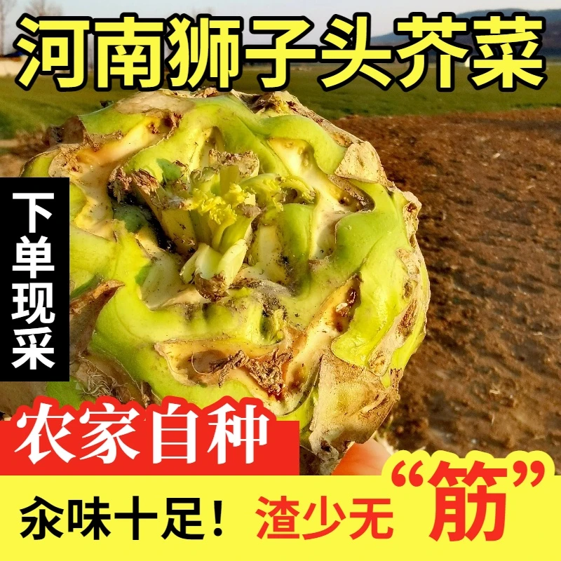 狮子头芥菜河南特产登封芥菜辣菜现采现发农家自种芥疙瘩不汆包退