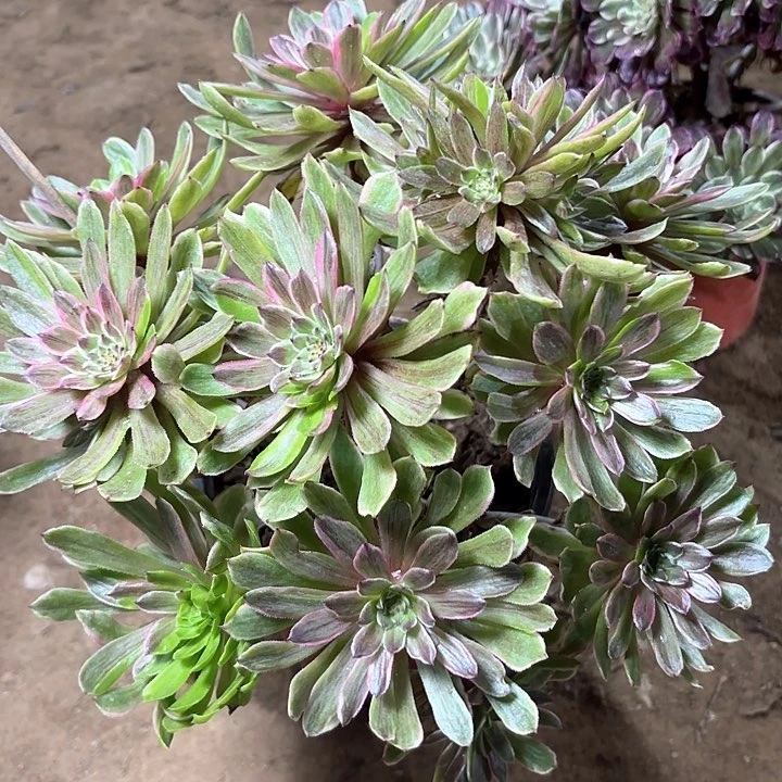 多肉植物荧火粉黛14