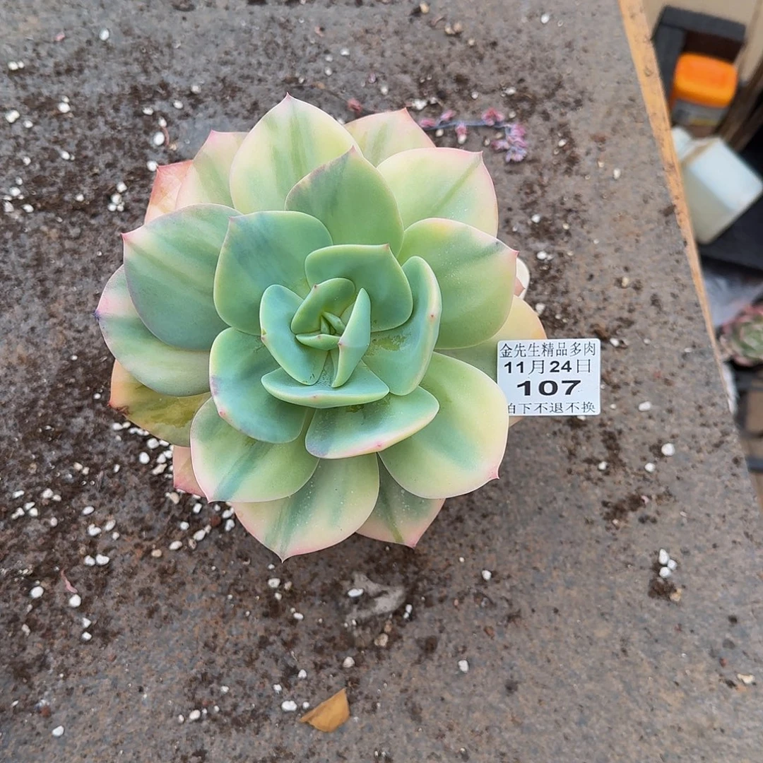 &***&1125-107白风锦单头