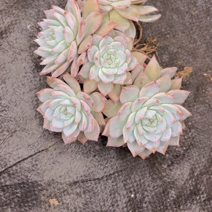 友家多肉一物一拍