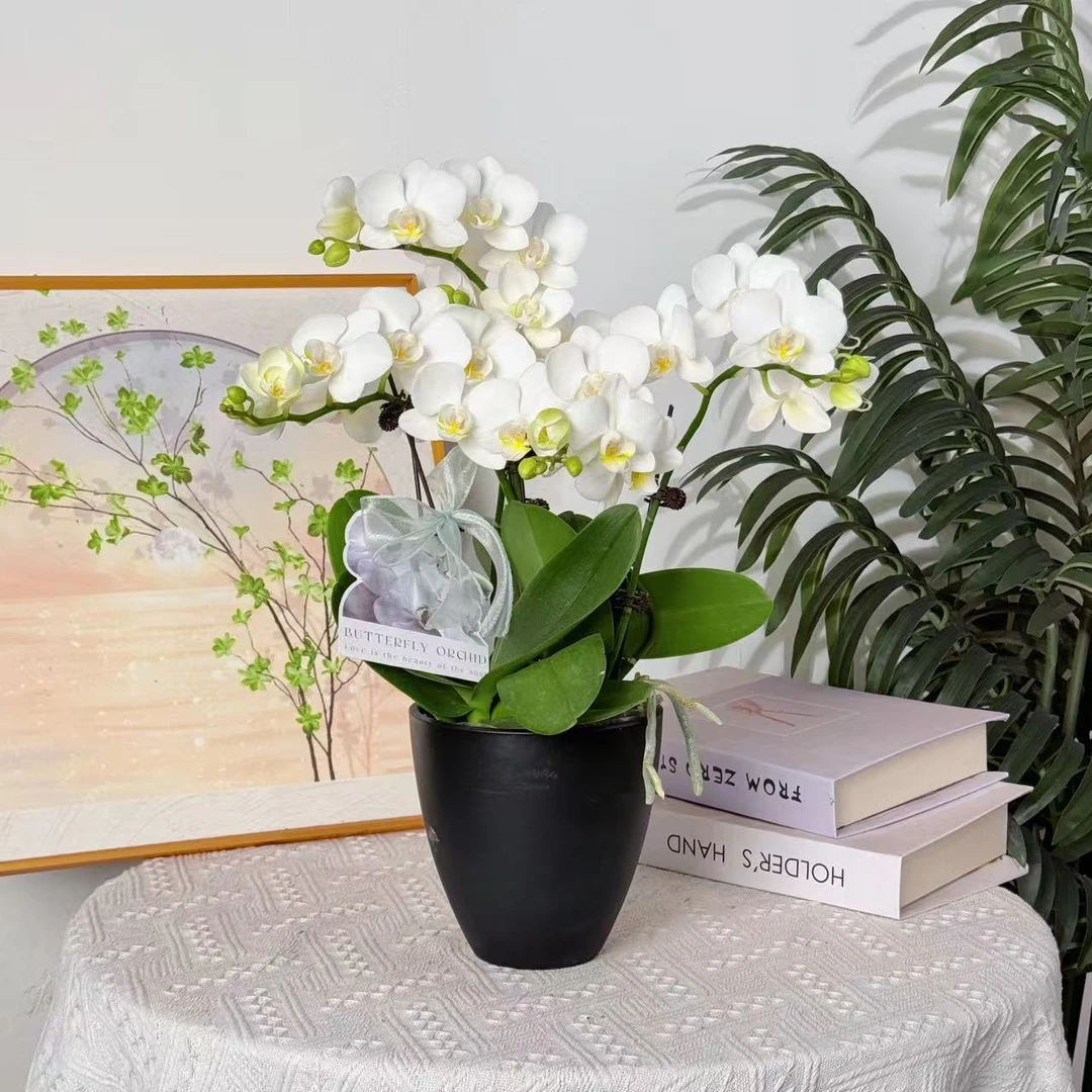 【布鲁克】室内蝴蝶兰花盆栽开花株 四季好养护绿植叶片