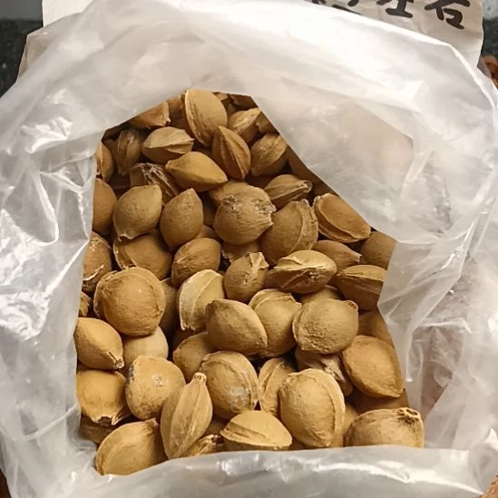 吊坠桃核野生山杏核8元一斤随机发