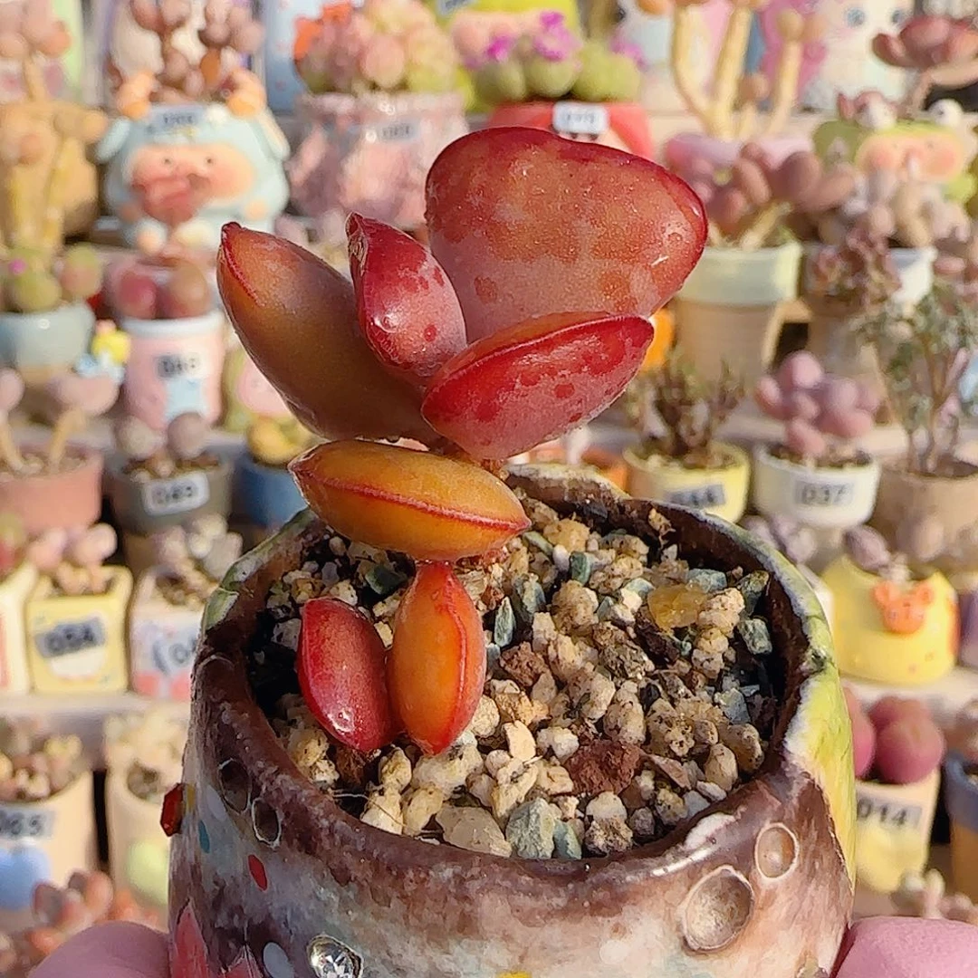 高低造型爱心 盆口4cm