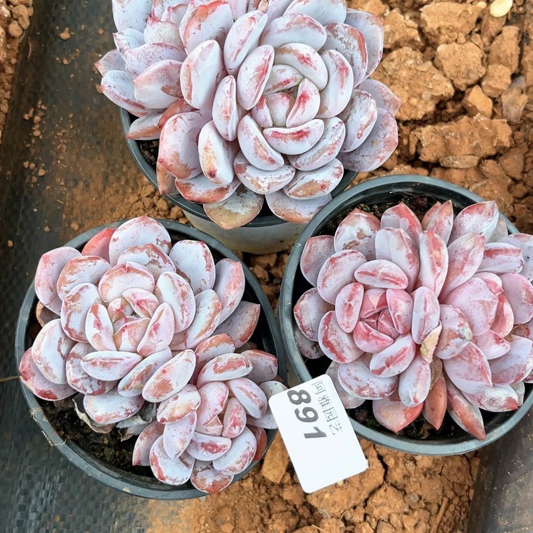 阿雅园艺。   量拍891