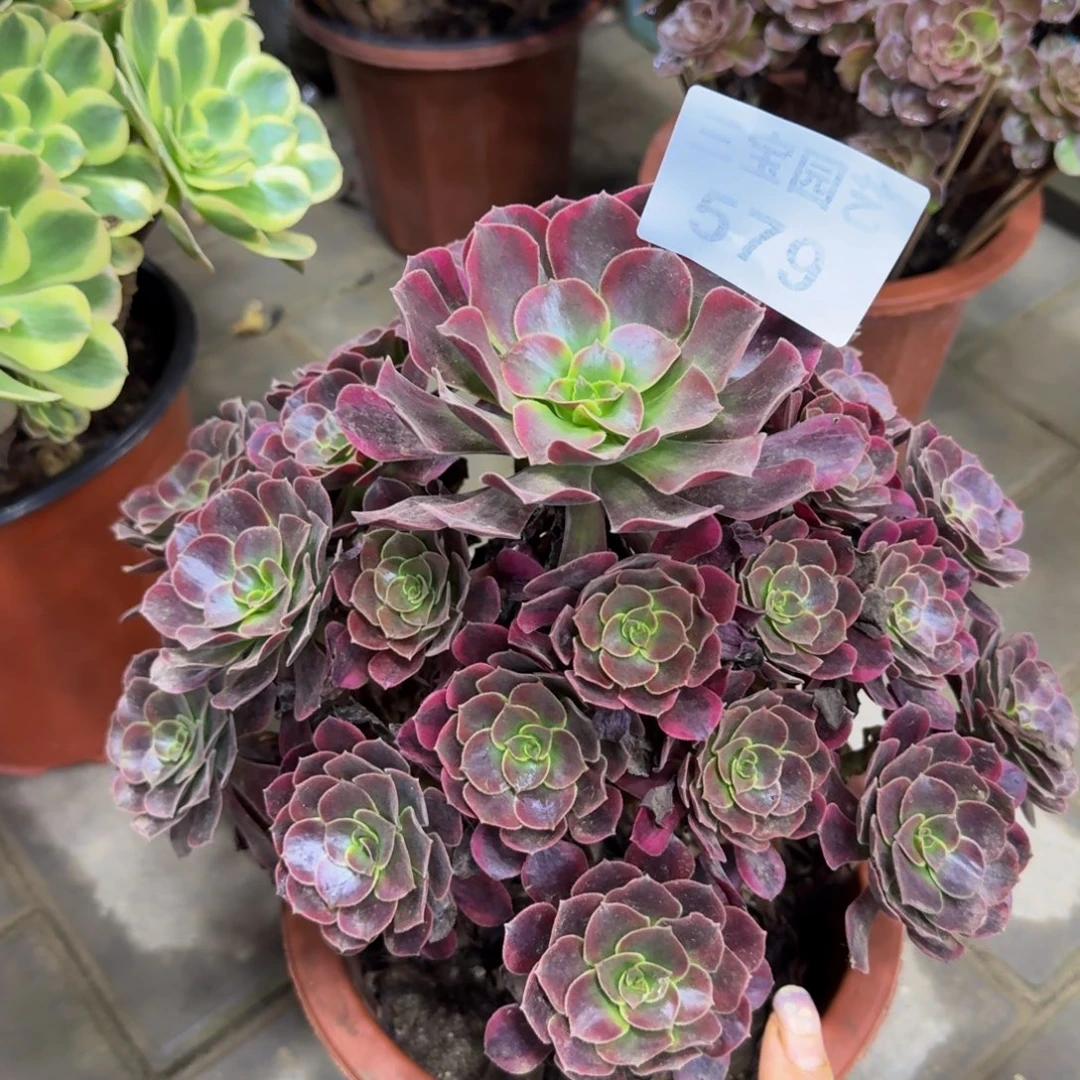 古***福多肉植物579美杜莎