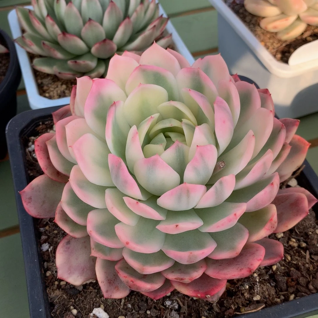 韩水晶锦捧花锦上园艺一物一拍