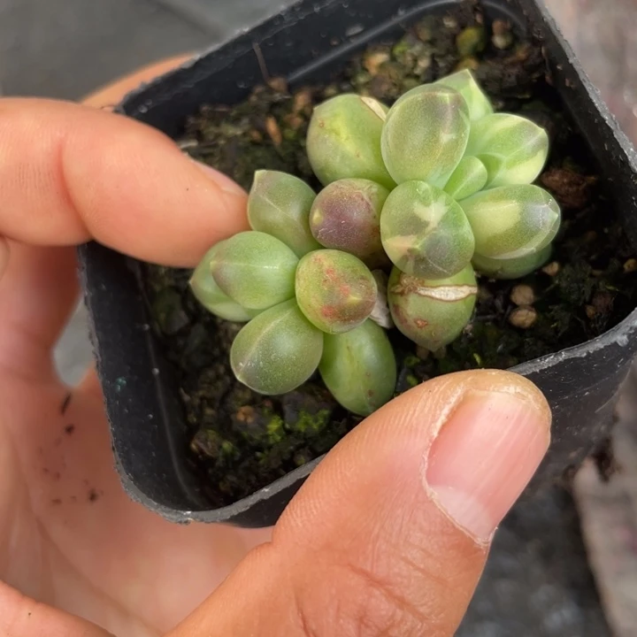 一物一拍满18包邮