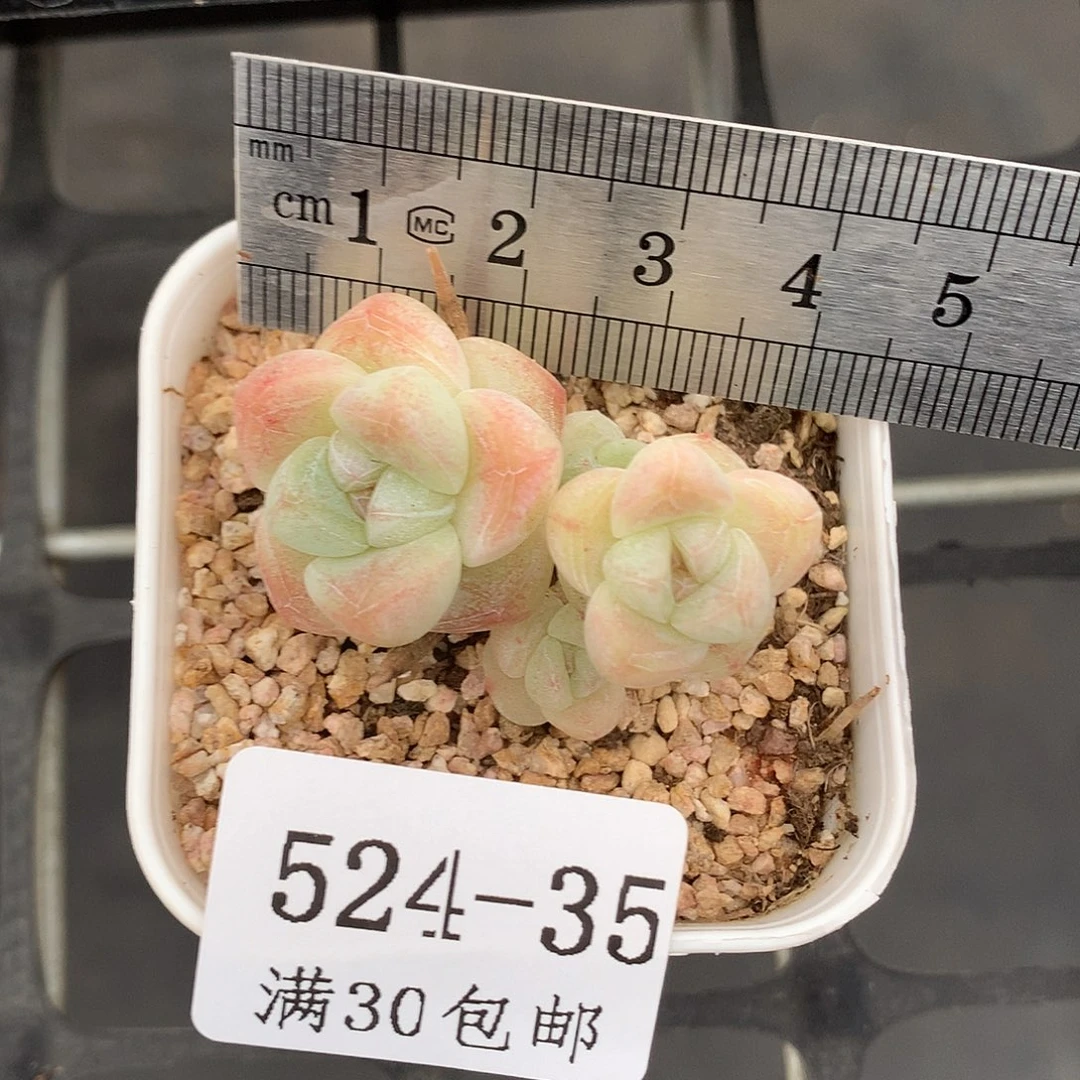 周*函35。小脸糖心冰玉。