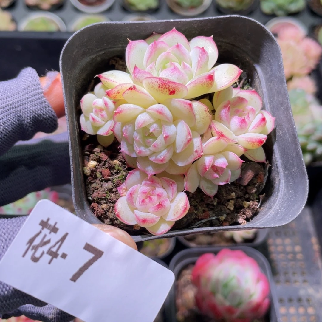 花利美 4-7女王群