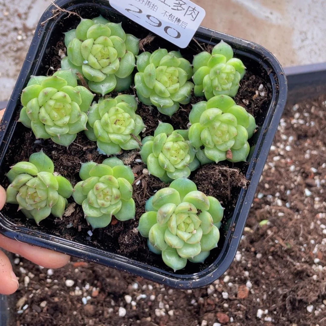 糕大上多肉植物290